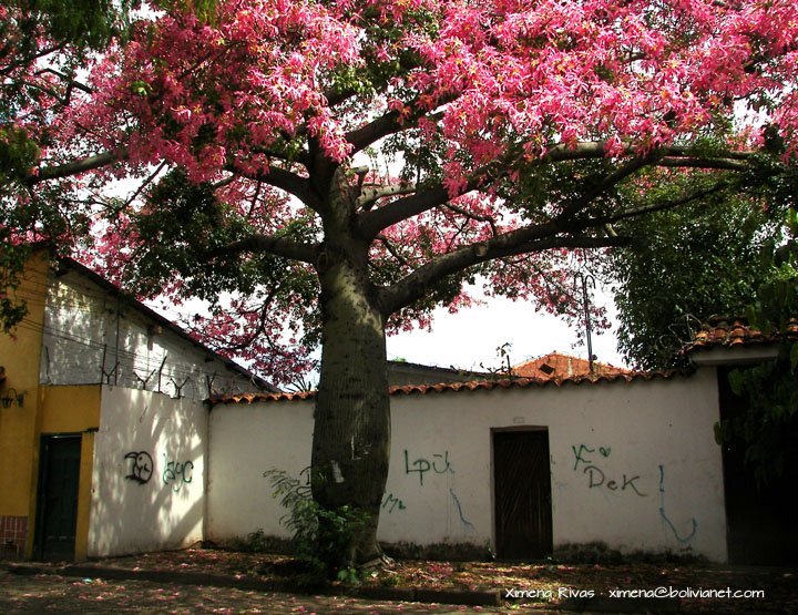 Toborochi's Abril