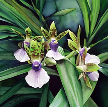 Orquídea - Karin Koelbl